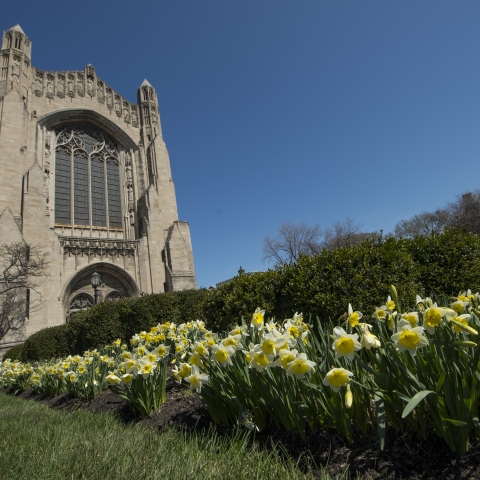Daffodils fill the flowerbeds around Rockefeller Memorial Chapel on the University of Chicago campus.