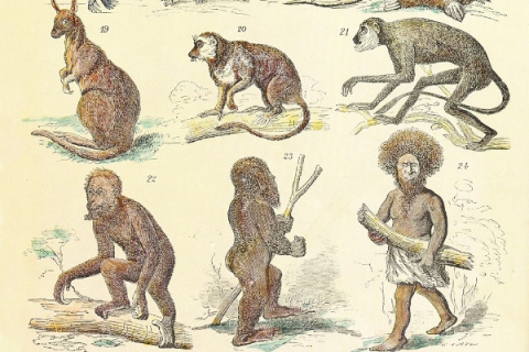 Illustration of the evolution of man from earlier primates